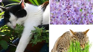 Kräuter für Katzen: So legen Sie den Katzengarten an. - Foto: itakefotos4u  / vertraut / AlpamayoPhoto / iStock