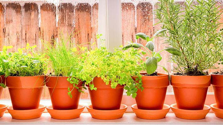 Kräuter auf der Fensterbank - Foto: grandriver / iStock