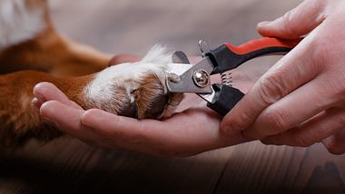 Krallen schneiden beim Hund - Foto: iStock / Anna-av