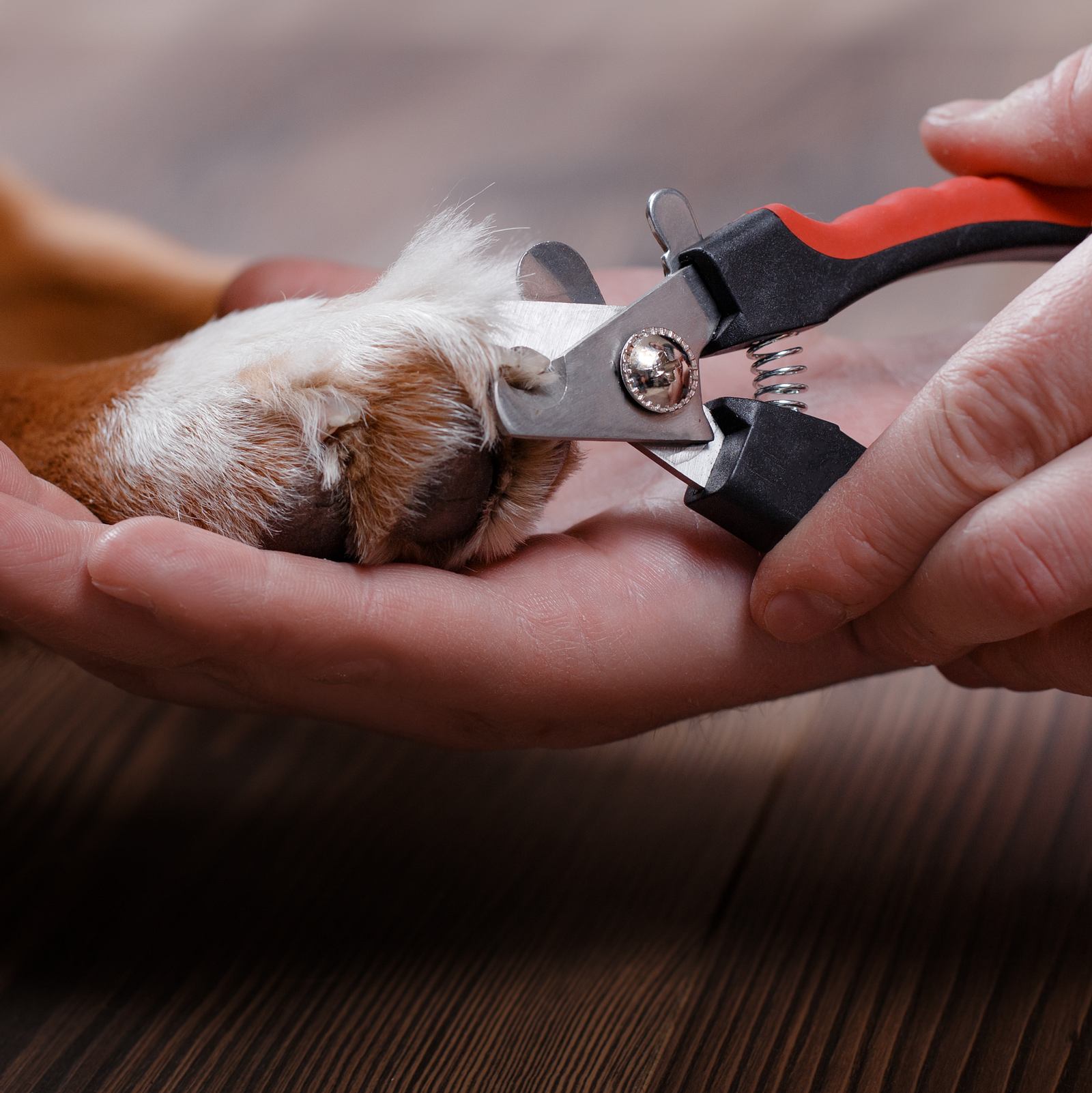 Krallen schneiden beim Hund – Anleitung - ANiFiT Schweiz
