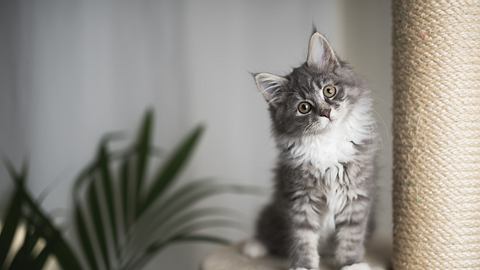 Maine Coon Kätzchen auf Kratzbaum - Foto: iStock/Nils Jacobi