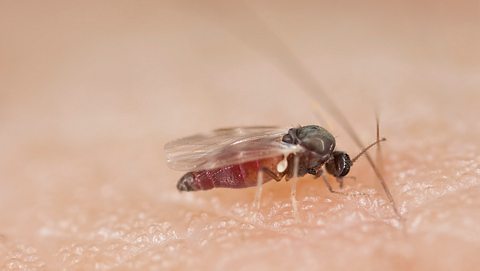 Eine Kriebelmücke saugt das Blut eines Menschen.  - Foto: Henrik_L / iStock