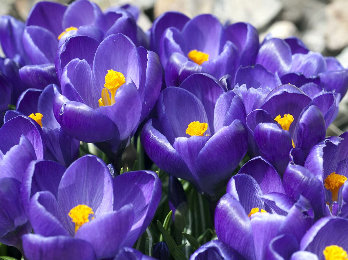 Frühlingsblume Krokus