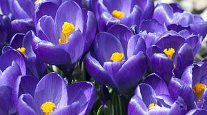 Frühlingsblume Krokus - Foto: emer1940 / iStock