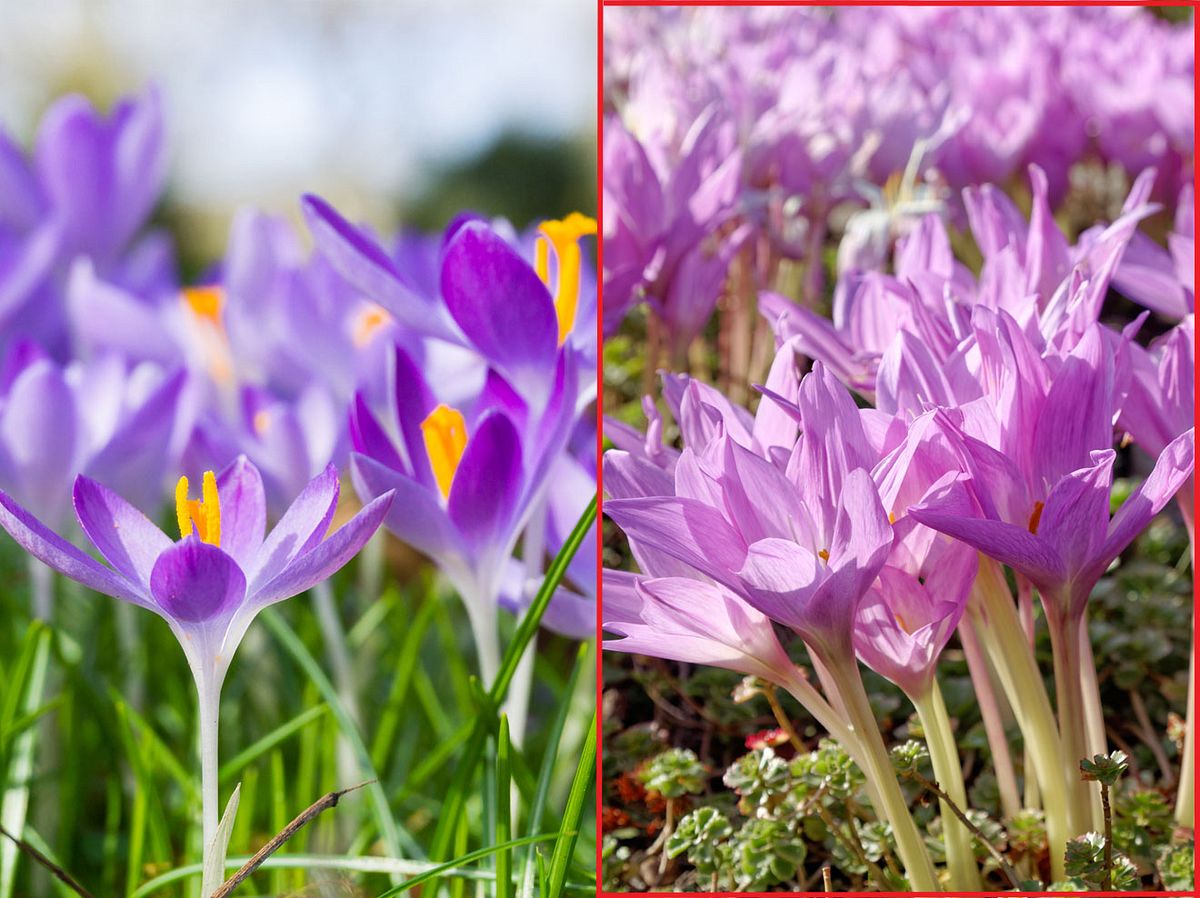 Krokusse (links) können leicht mit der Herbstzeitlosen (rechts!) verwechseltwerden. Durch ihre Giftigkeit ist sie als Zierpflanze deutlich schlechtergeeignet als Krokusse.