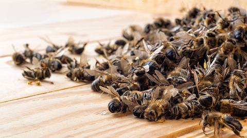 Zahlreiche tote Bienen auf einem Stück Holz. - Foto: iStock / Kosolovskyy