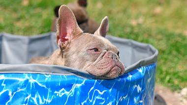 Kühlmatte Hund im Garten - Foto: iStock/Firn 