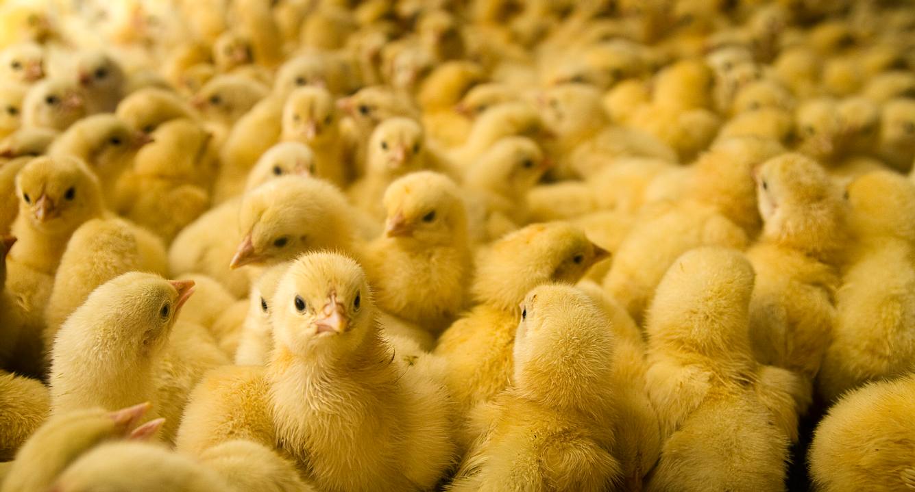 Ab 1. Januar 2022 ist das Töten männlicher Küken in Deutschland verboten. Etliche Küken.