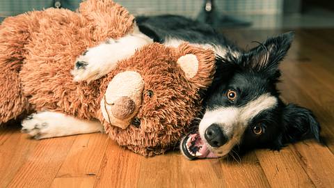 Ein Border Collie mit Kuscheltier für Hunde - Foto: iStock/CarlaMc