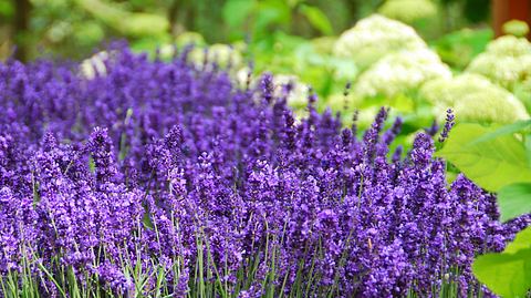 Lavendel bringt die Provence in den heimischen Garten. - Foto: 49pauly / iStock