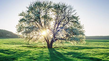 Charakterfrage: Kennen Sie Ihren Lebensbaum? - Foto: MishaKaminsky / iStock