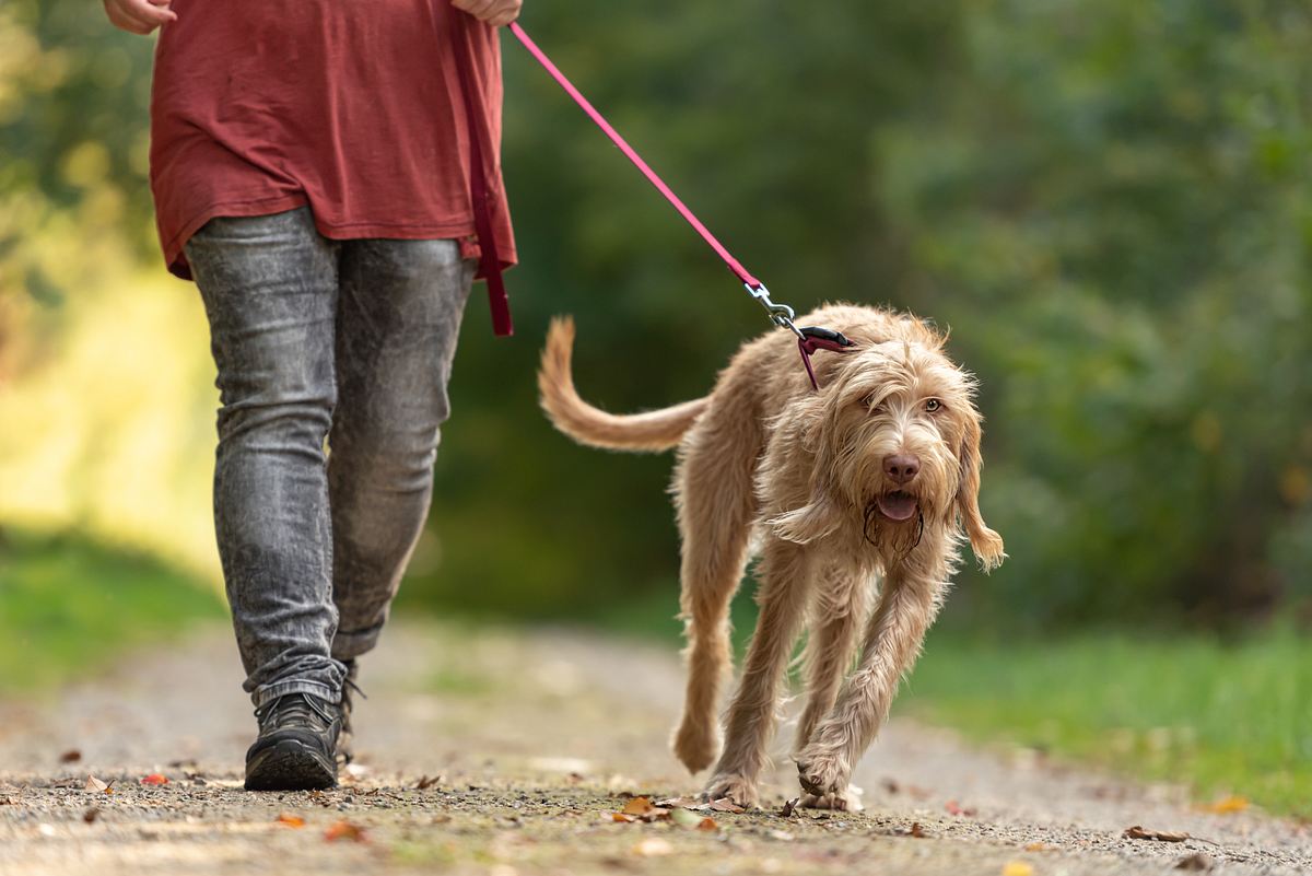 leine für stark ziehende Hunde