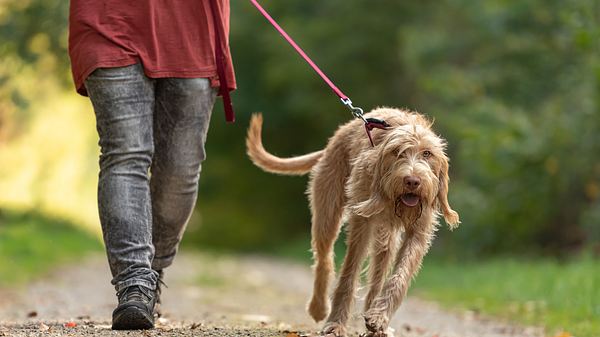 leine für stark ziehende Hunde - Foto: istock/K_Thalhofer