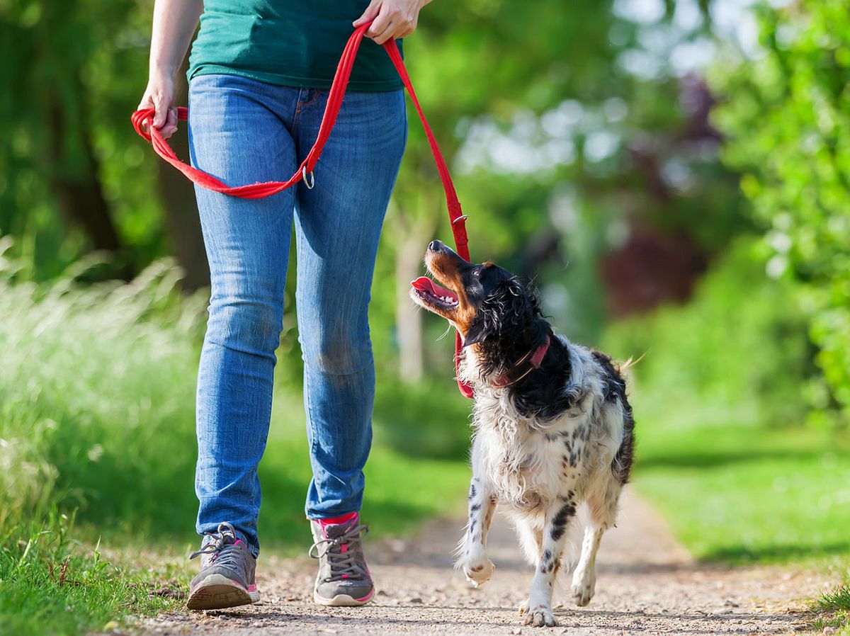 Leinenpflicht für Hunde