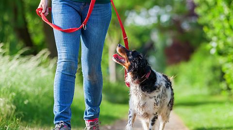 Leinenpflicht für Hunde - Foto: chris-mueller / iStock