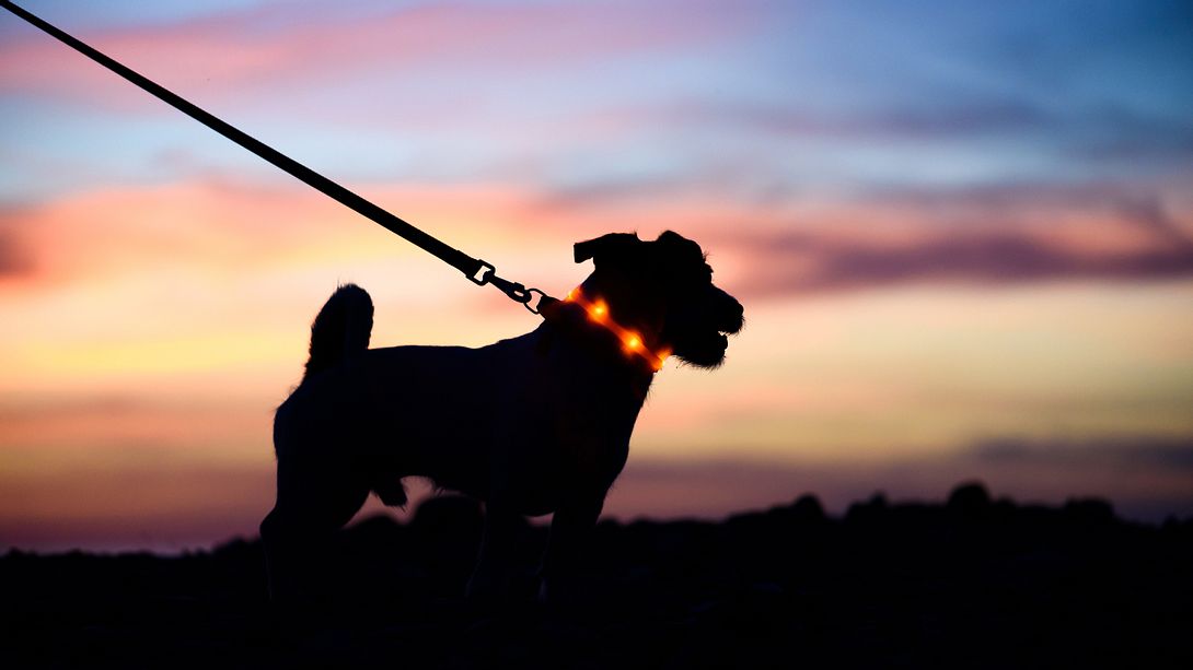 Leuchthalsband für Hunde: Gute Sichtbarkeit im Dunkeln - Foto: iStock/ alexei_tm 