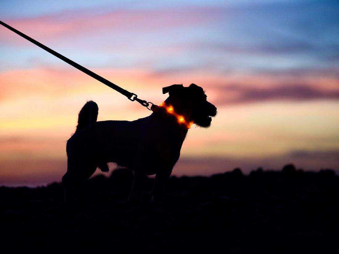 Leuchthalsband für Hunde: Gute Sichtbarkeit im Dunkeln