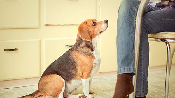 Damit Ihr Vierbeiner gesund bleibt, sollten Sie wissen, was Hunde nicht essen dürfen. - Foto: RyanJLane / iStock