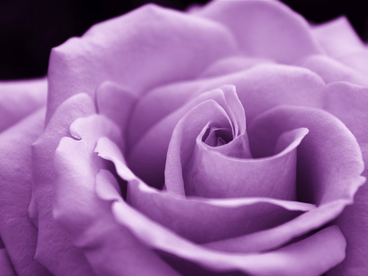 Was bedeuten lilafarbene Rosen?