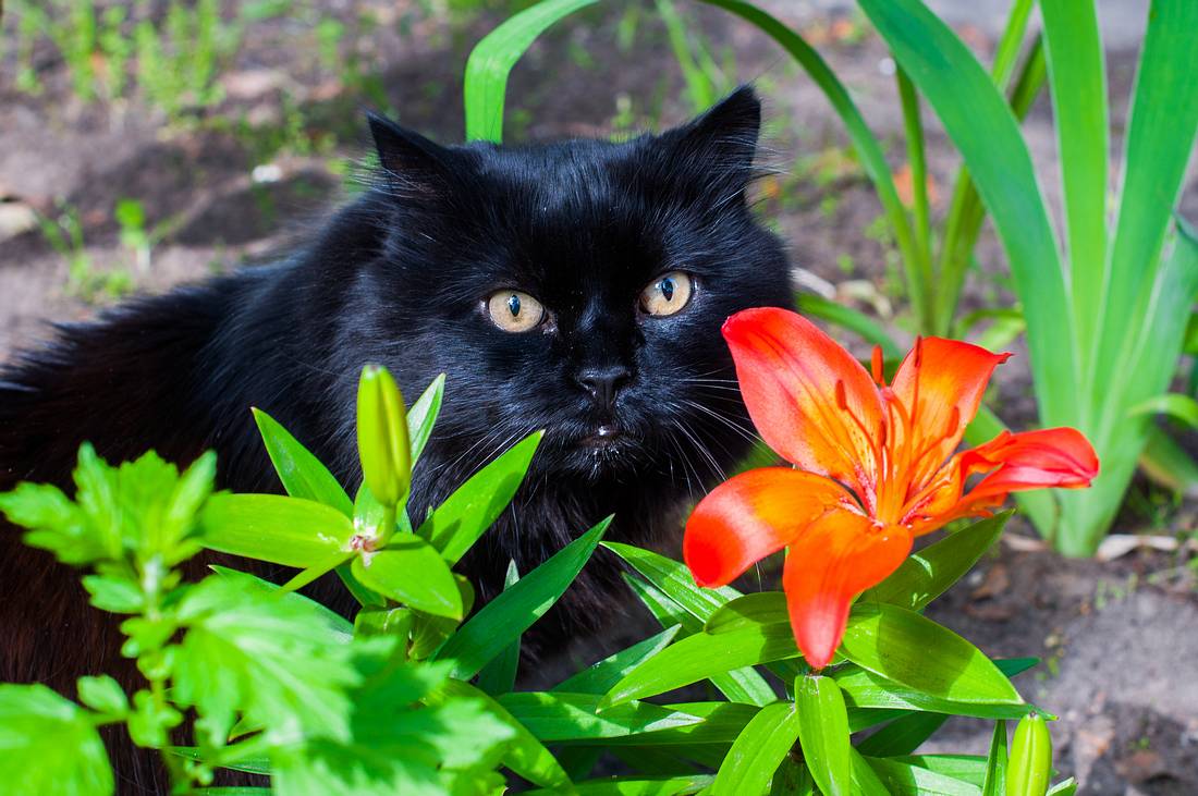 Lilien sind giftig für Katzen.