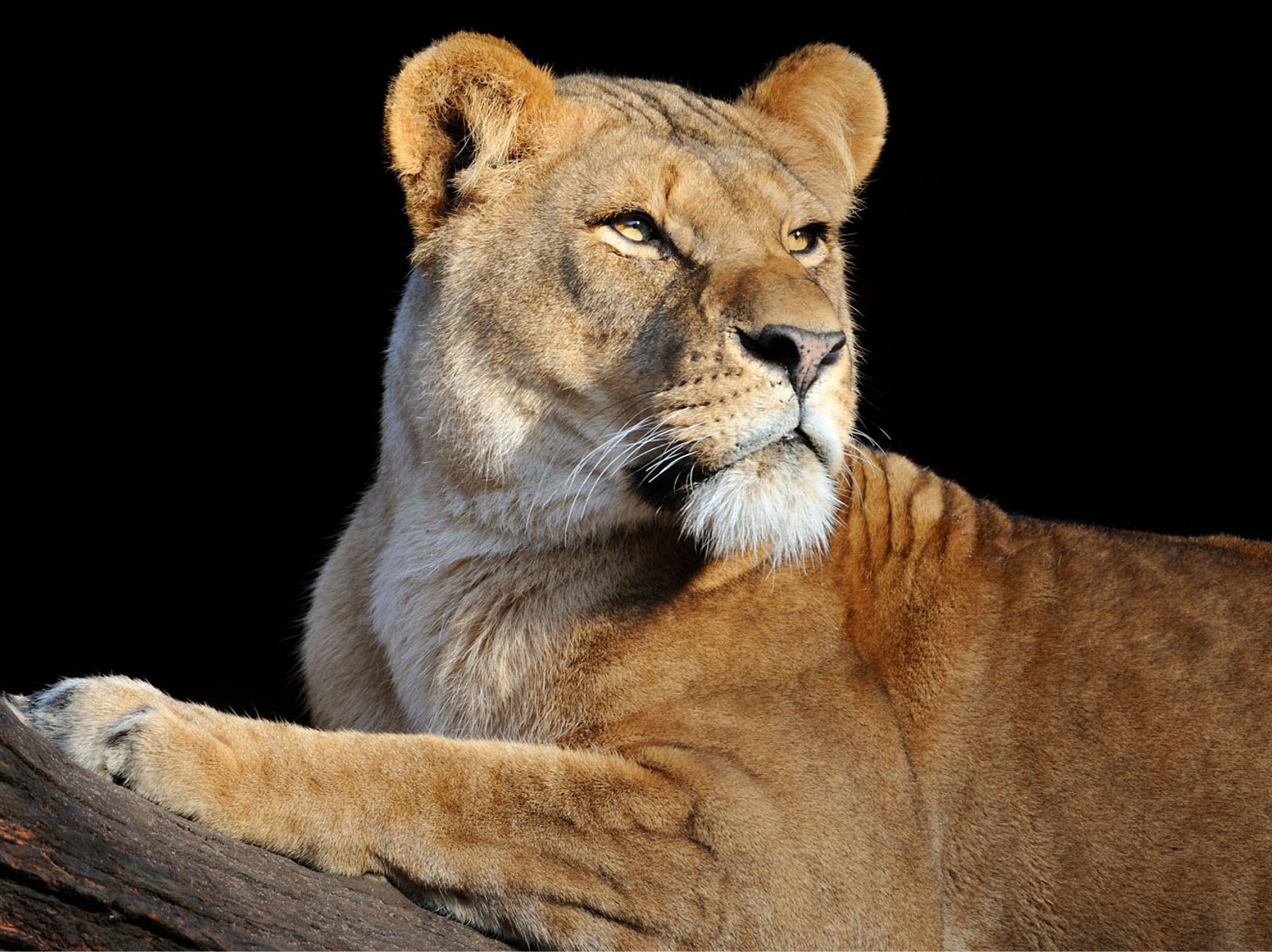 34++ Loewin sprueche , Tierpark Hagenbeck Große Trauer um Löwin Tawanga Liebenswert Magazin