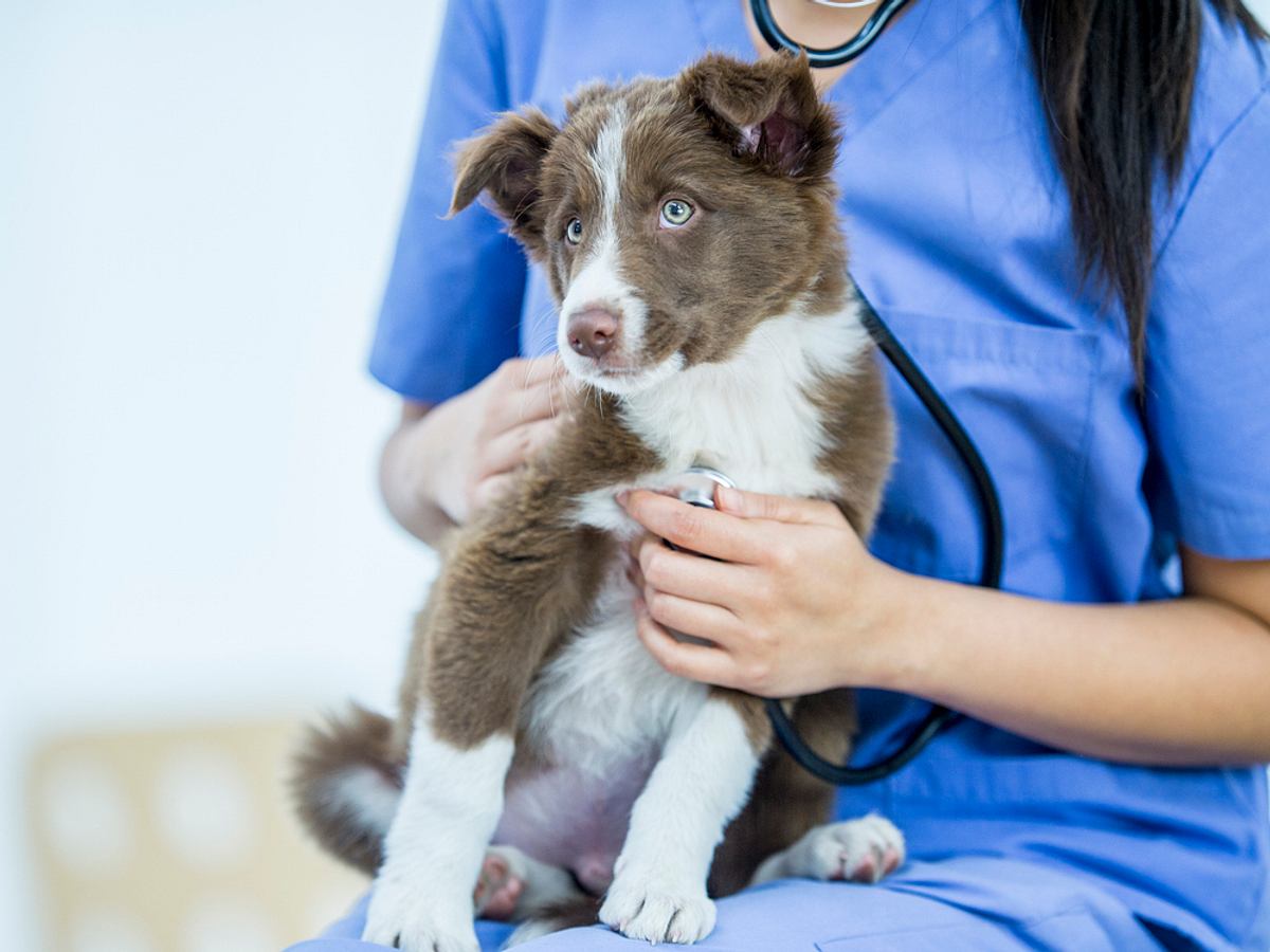Hund auf dem Schoß beim Tierarzt