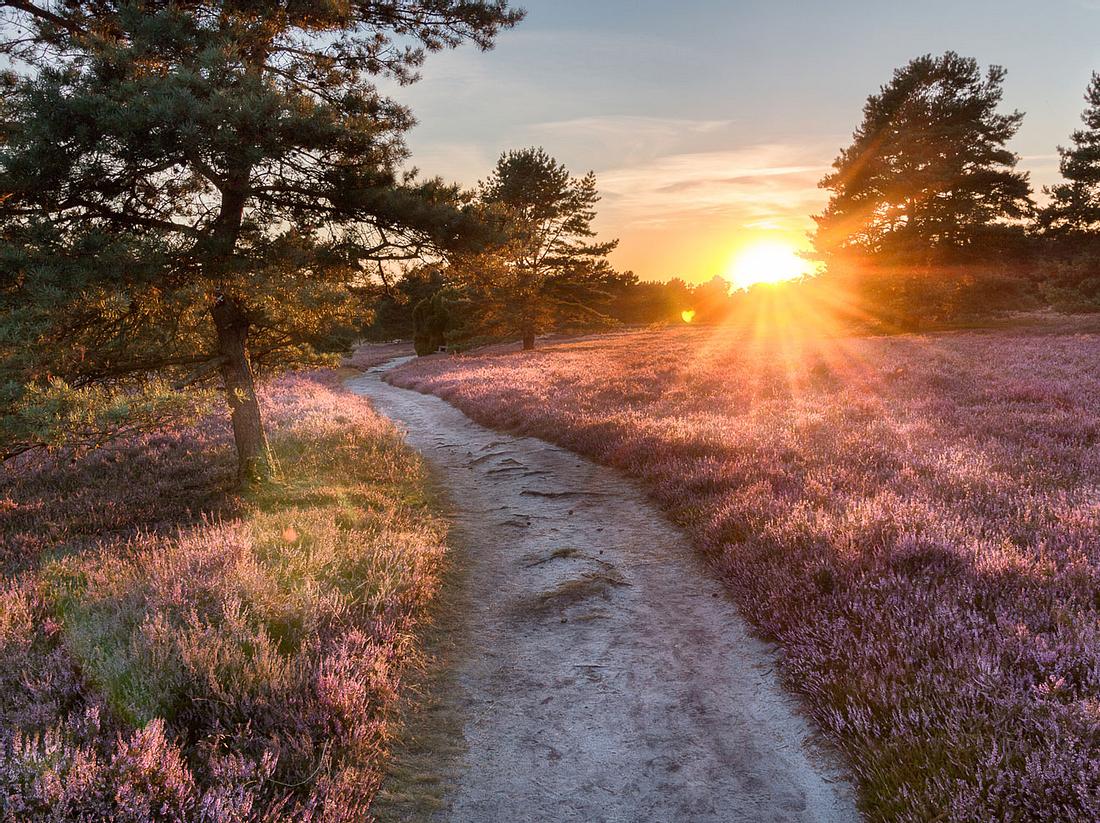 In der Lüneburger Heide in Niedersachsen sind weiträumige Heideflächen bis heute
erhalten und im Spätsommer ein Touristenmagnet. Lüneburger Heide