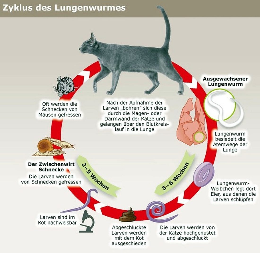 Zyklus Lungenwurm. Zyklus Lungenwurm.