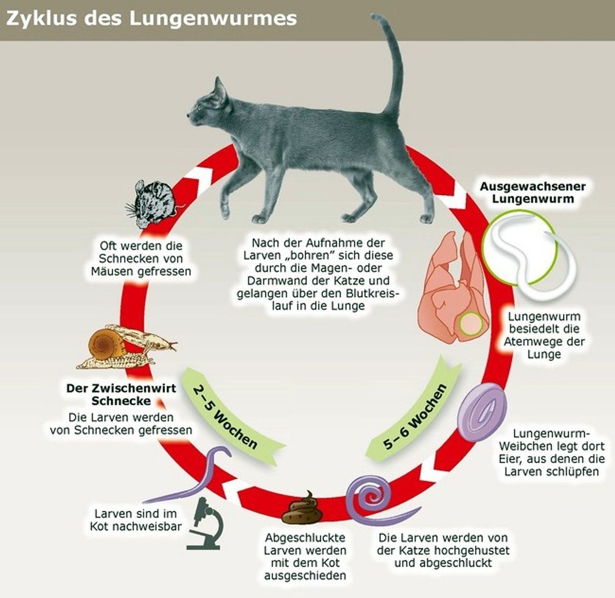 Zyklus Lungenwurm.