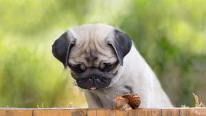 Ein Mops betrachtet eine Weinbergschnecke. - Foto: iStock/tenra