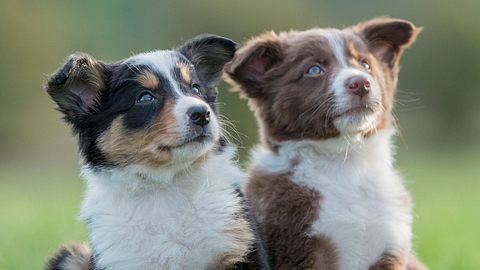 Zwei Hundewelpen schauen in die Ferne. - Foto: FatCamera / iStock
