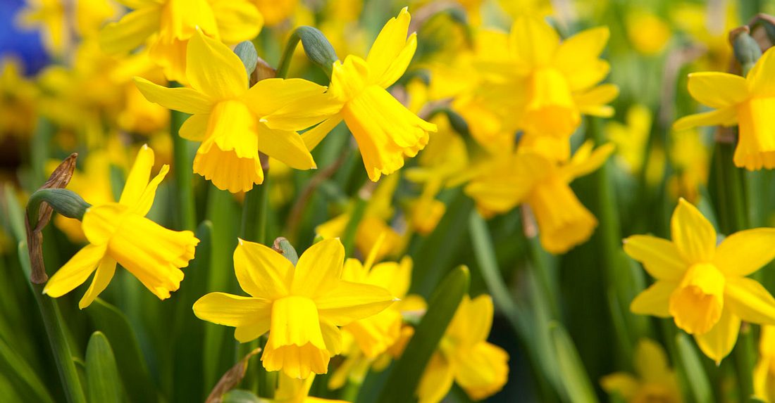 Die Geburtsblume für März sind Osterglocken. Die Geburtsblume für März sind Osterglocken.