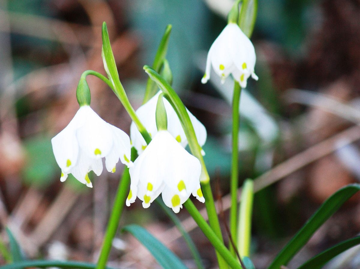 Frühlingsblume Märzenbecher