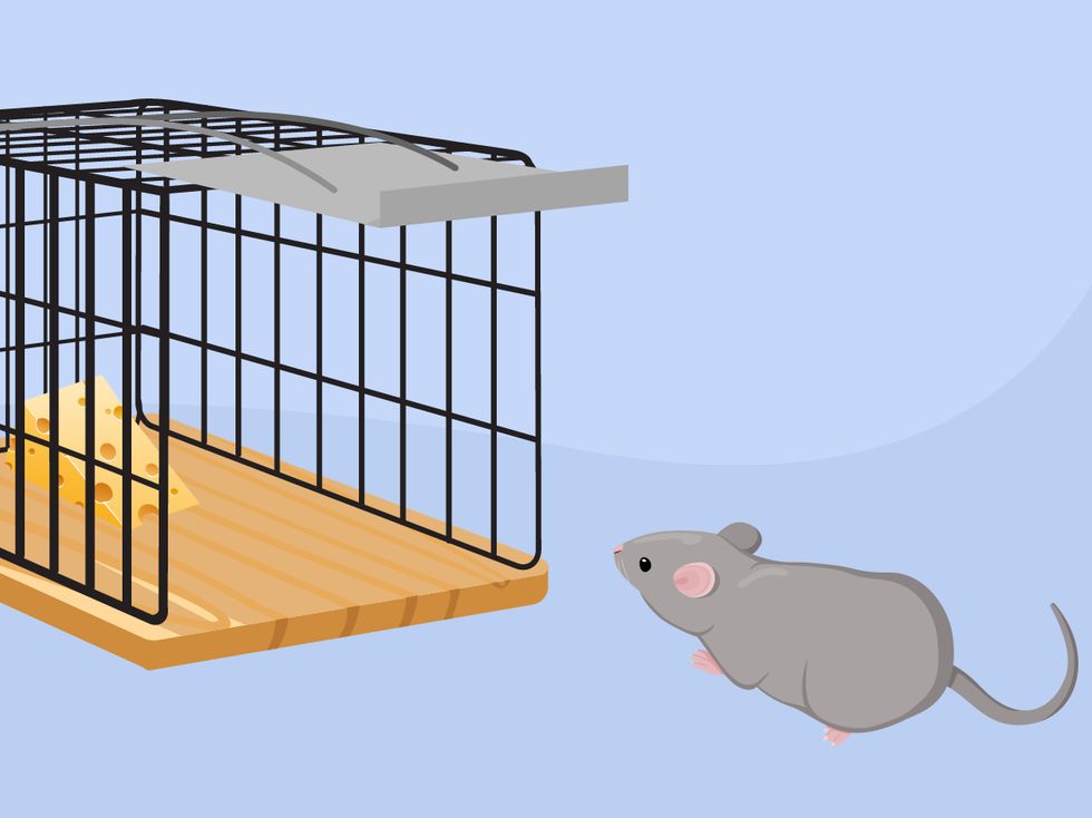 Mäuse fangen: So werden Sie die lästigen Untermieter los