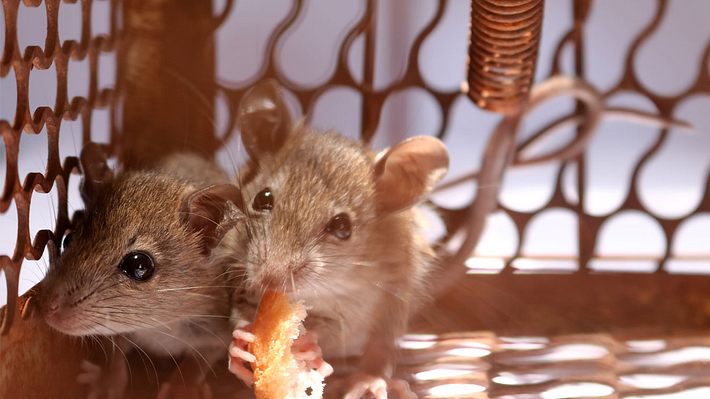 Mäuse fangen ist mit dem richtigen Köder gar nicht so schwer.  - Foto: NeagoneFo / iStock