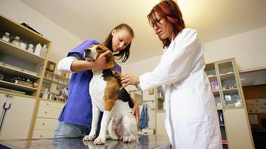 Ein Hund beim Tierarzt - Foto: JOKER/MarcusxGloger / imago
