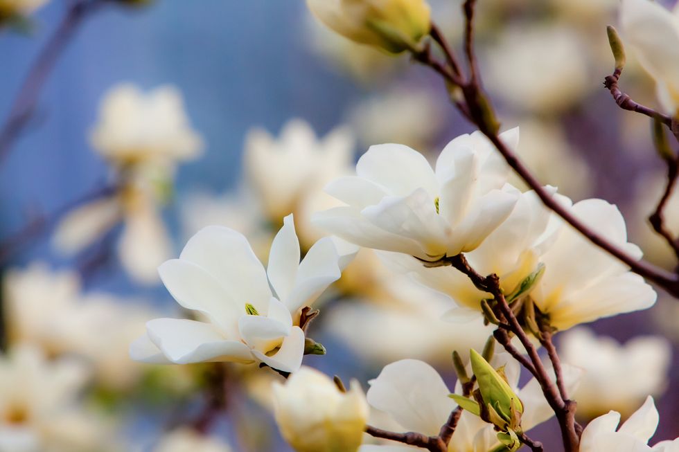 Weiße Magnolienblüte