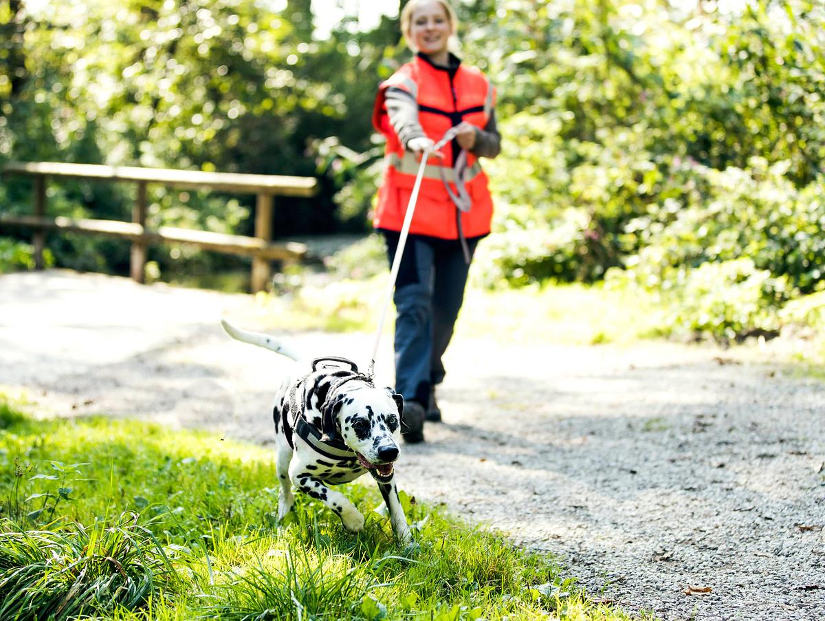 Im Park trainiert eine junge Frau mit ihrem Hund. Der Hund läuft vor Ihr an einer langen, gespannten Leine. 