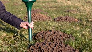 Mit diesen Mitteln vertreiben Sie Maulwürfe sanft aus Ihrem Garten - Foto: Nemo1963 / iStock