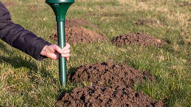 Mit diesen Mitteln vertreiben Sie Maulwürfe sanft aus Ihrem Garten - Foto: Nemo1963 / iStock