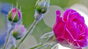 Wie Sie Mehltau an Rosen bekämpfen können. - Foto: MaYcaL / iStock