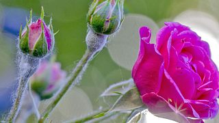 Wie Sie Mehltau an Rosen bekämpfen können. - Foto: MaYcaL / iStock