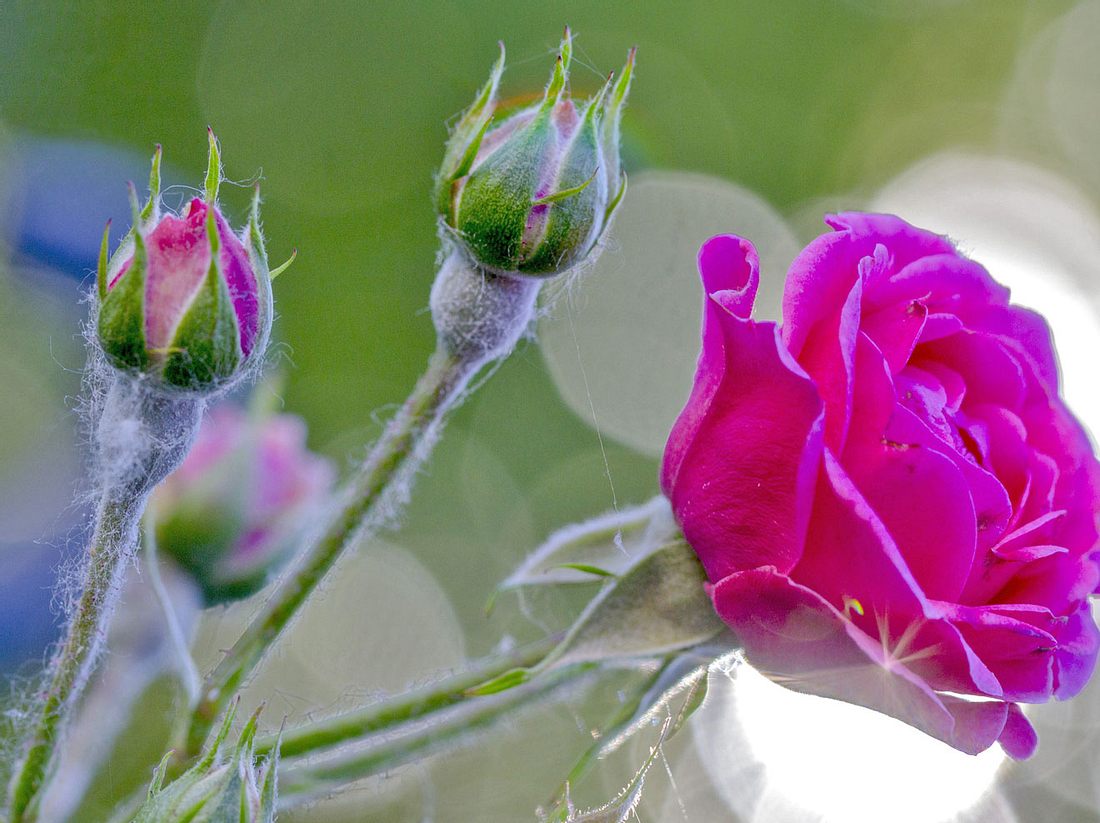 Wie Sie Mehltau an Rosen bekämpfen können, lesen Sie hier. Wie Sie Mehltau an Rosen bekämpfen können, lesen Sie hier.