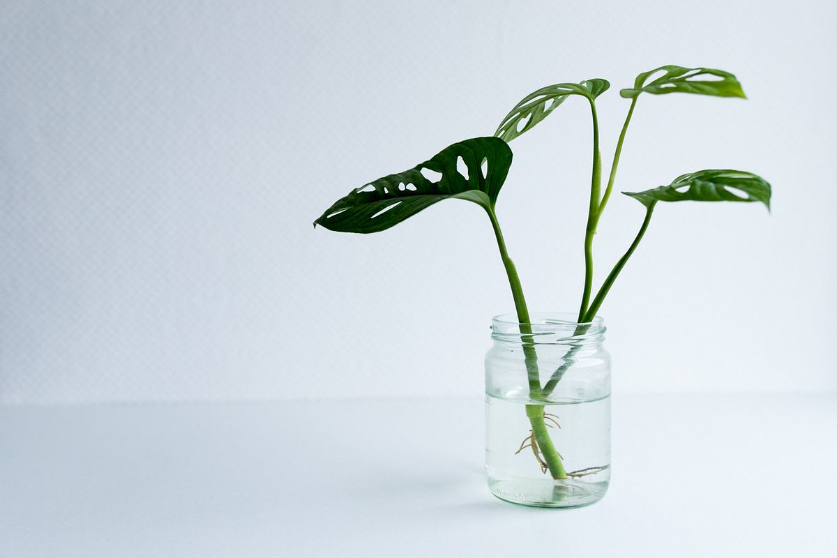 Monstera Steckling