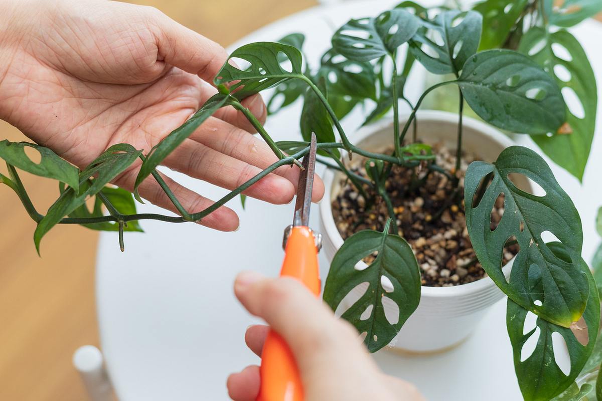 Monstera Steckling schneiden