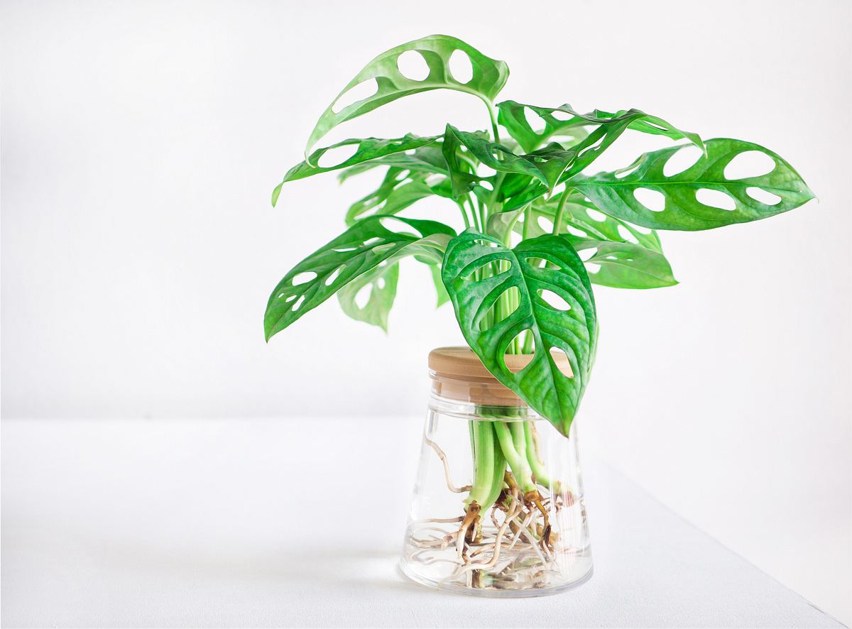 Monstera Stecklinge