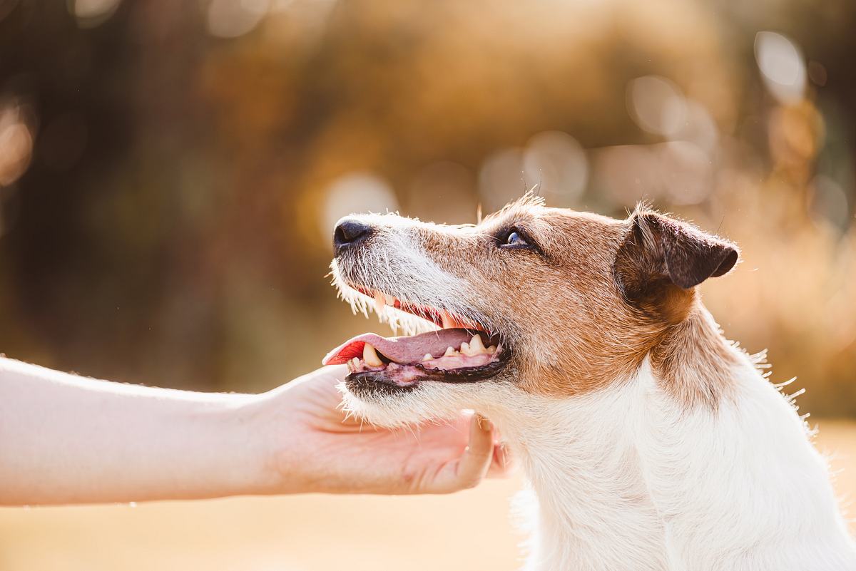 Morbus-Addison bei Hunden