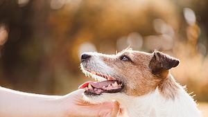 Morbus-Addison bei Hunden - Foto: alexei_tm/iStock