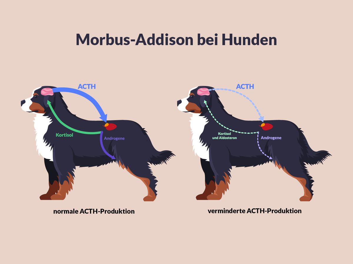 Morbus-Addison beim Hund