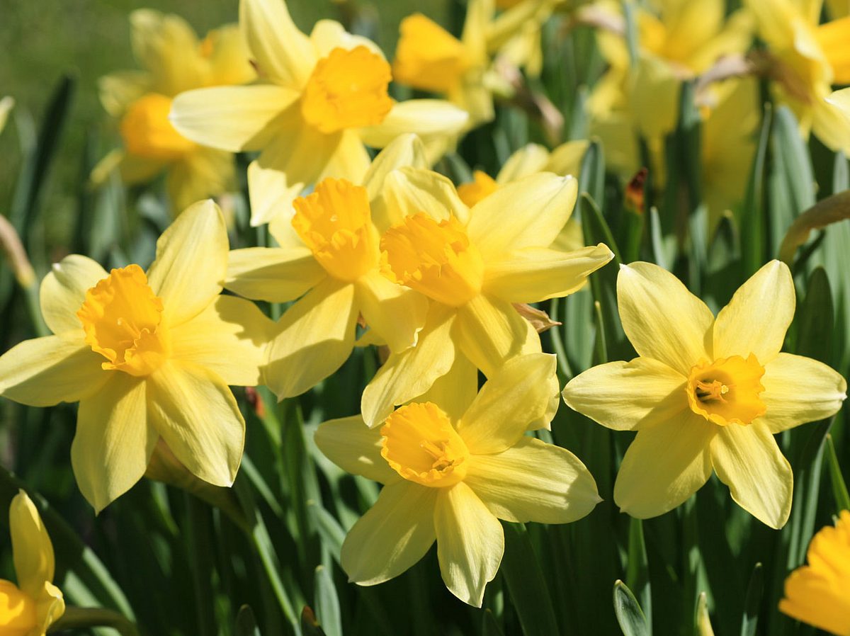 Frühlingsblume Narzisse